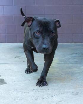 Sparkler -  Mixed Breed Dog for Adoption in Chamblee, Georgia - Sparkler | PetCurious