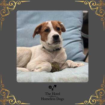 Labrador Retriever and Terrier Dogs Available for Adoption in Cumberland, Rhode Island - Ridge | PetCurious