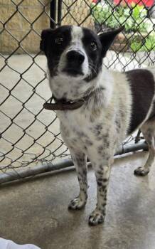 Elle -  Cattle Dog Dog for Adoption in Saint Clairsville, Ohio - Elle | PetCurious