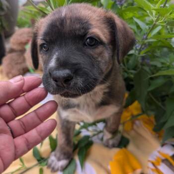 Husky and Shepherd Dogs Available for Adoption in San Antonio, Texas - Xuxa | PetCurious