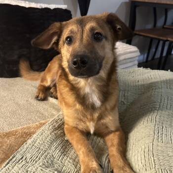 Banjo -  Shepherd Dog Available for Adoption in Daphne, Alabama - Banjo | PetCurious