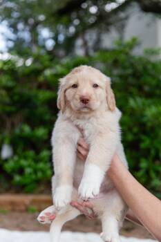 Labrador Retriever Dogs Available for Adoption in Pflugerville, Texas - Gwen  | PetCurious