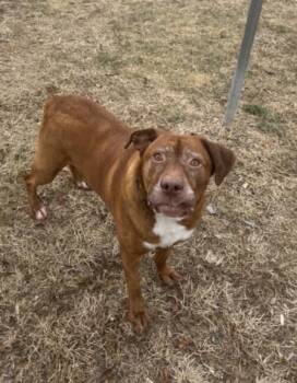 Labrador Retriever and Mixed Breed Dogs Available for Adoption - HERSHEY | PetCurious