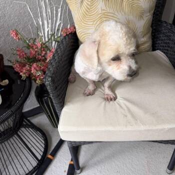 Pixie -  Bichon Frise and Poodle Dog for Adoption in Maitland, Florida - Pixie | PetCurious