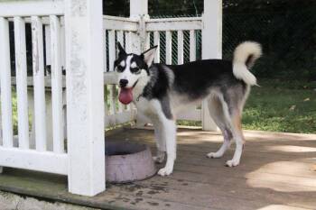 FREYA -  Siberian Husky Dog for Adoption in St. Peters, Missouri - FREYA | PetCurious