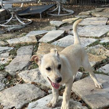 Rescue Chihuahua Dogs for Adoption in Lockhart, Texas - Bleu Is Actually Blonde | PetCurious