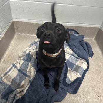 Rifle -  Terrier Dog for Adoption in Weldon, Illinois - Rifle | PetCurious