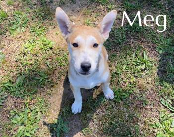Mixed Breed Dogs Available for Adoption in Pembroke, Massachusetts - Meg | PetCurious