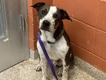 Australian Cattle Dog Blue Heeler and Australian Shepherd Dogs Available for Adoption in Pueblo, Colorado - TEAR | PetCurious