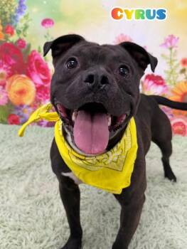 Mixed Breed Dogs Available for Adoption in Flint, Michigan - Cyrus | PetCurious