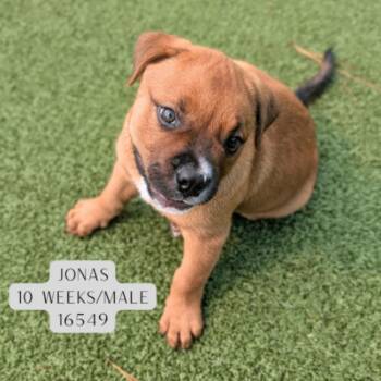 Jonas -  Rottweiler and Mixed Breed Dog for Adoption - Jonas | PetCurious