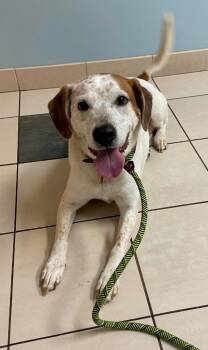 Pointer and Mixed Breed Dogs Available for Adoption in Hampton, Virginia - Bailey | PetCurious