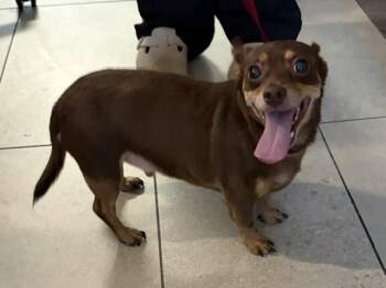 LITTLE MAN -  Chihuahua Dog for Adoption in Rowlett, Texas - LITTLE MAN | PetCurious