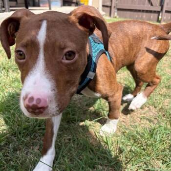 Samuel Beckett -  American Staffordshire Terrier and Mixed Breed Dog for Adoption in Austin, Texas - Samuel Beckett | PetCurious