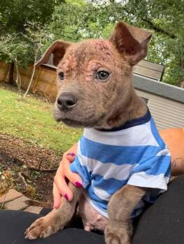 Peanut Butter -  American Staffordshire Terrier Dog for Adoption in Troy, Michigan - Peanut Butter | PetCurious