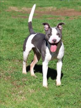 Staffordshire Bull Terrier and Mixed Breed Dogs Available for Adoption - CHAMP | PetCurious