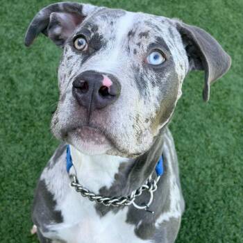 Mixed Breed Dogs Available for Adoption in Matteson, Illinois - Perkins | PetCurious