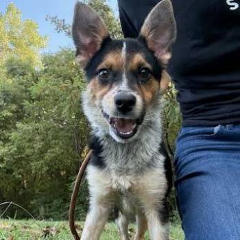 Juniper -  Mixed Breed Dog for Adoption in Jeffersonville, Indiana - Juniper | PetCurious