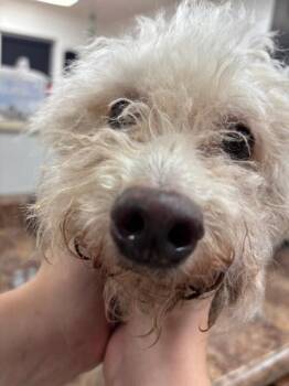 Cortez -  Mixed Breed Dog for Adoption in Cincinnati, Ohio - Cortez | PetCurious