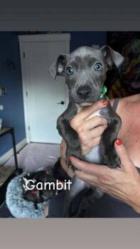Gambit (Marvel 7) -  Pit Bull Terrier and Mixed Breed Dog for Adoption - Gambit (Marvel 7) | PetCurious