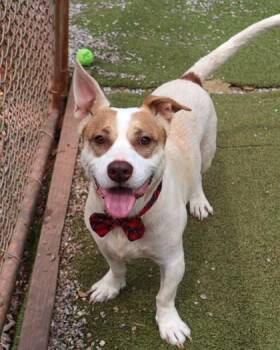 Rescue Mixed Breed Dogs for Adoption in Athens, Georgia - Earl Chapo | PetCurious