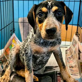 Skylark -  Bluetick Coonhound and Mixed Breed Dog for Adoption in Wadena, Minnesota - Skylark | PetCurious