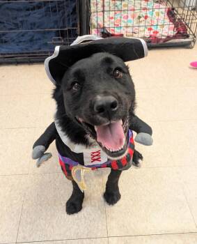 Lainey -  Retriever Dog for Adoption in Boerne, Texas - Lainey | PetCurious