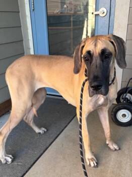 Lady Bug -  Great Dane Dog for Adoption in Bloomington, Indiana - Lady Bug | PetCurious