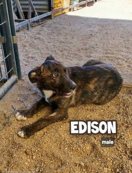 Edison -  Catahoula Leopard Dog and Shepherd Dog for Adoption in Golden Valley, Arizona - Edison | PetCurious