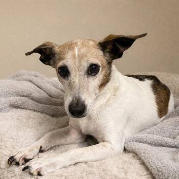 Jack Russell Terrier Dogs Available for Adoption - Peanut | PetCurious
