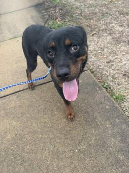 Rottweiler Dogs Available for Adoption - Lenny | PetCurious