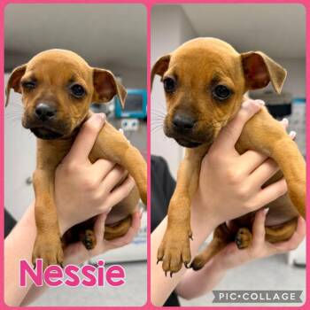 Nessie -  Chihuahua and Pug Dog for Adoption in Opelika, Alabama - Nessie | PetCurious