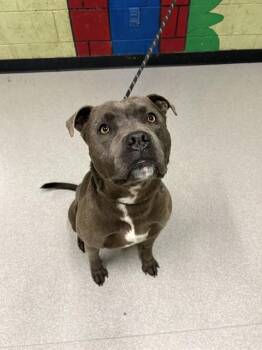Pit Bull Terrier Dogs Available for Adoption in Indianapolis, Indiana - QUINCY | PetCurious