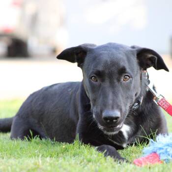 Bear -  German Shepherd Dog and Black Labrador Retriever Dog for Adoption in West Richland, Washington - Bear | PetCurious