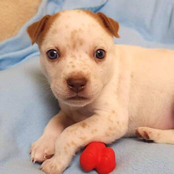 Mixed Breed Dogs Available for Adoption - Polar | PetCurious