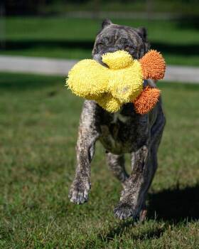 KONA -  Cane Corso Dog for Adoption in Montclair, New Jersey - KONA | PetCurious