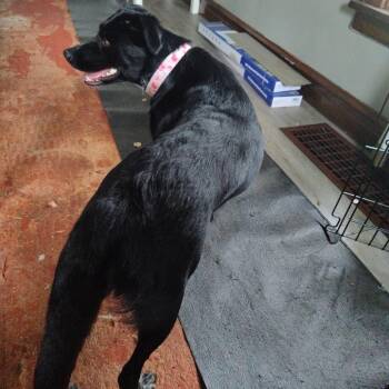 Amy - Home to Home -  Border Collie Dog for Adoption in South Elgin, Illinois - Amy - Home To Home | PetCurious