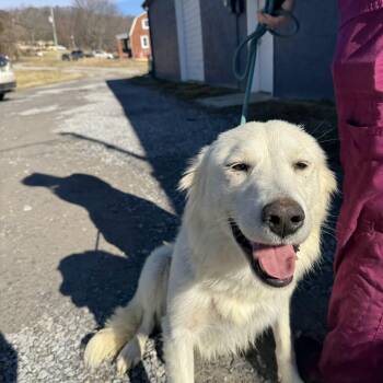 Pyrenean Shepherd Dogs Available for Adoption - Ava | PetCurious