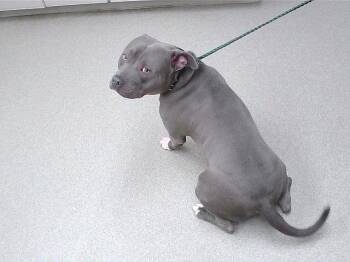 Pit Bull Terrier and Mixed Breed Dogs Available for Adoption in Omaha, Nebraska - RIP | PetCurious
