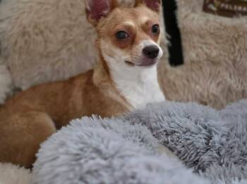 Chihuahua Dogs Available for Adoption in Palm Desert, California - Stella  | PetCurious