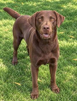 ZEUS THE HAPPIEST LAB -  Chocolate Labrador Retriever Dog for Adoption in Woodland, California - ZEUS THE HAPPIEST LAB | PetCurious
