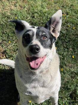 Wilson -  Collie and Cattle Dog Dog for Adoption in Seattle, Washington - Wilson | PetCurious