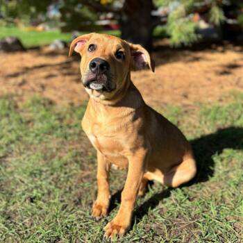 Davenport--In Foster -  Pit Bull Terrier and German Shepherd Dog Dog for Adoption in Fargo, North Dakota - Davenport--In Foster | PetCurious