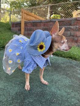 Rescue Chihuahua Dogs for Adoption in Blue Springs, Missouri - Luna | PetCurious