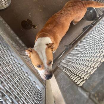 Louise -  Mixed Breed Dog for Adoption in Lake Jackson, Texas - Louise | PetCurious