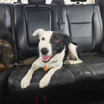 Trixie -  Border Collie Dog for Adoption in Bend, Oregon - Trixie | PetCurious