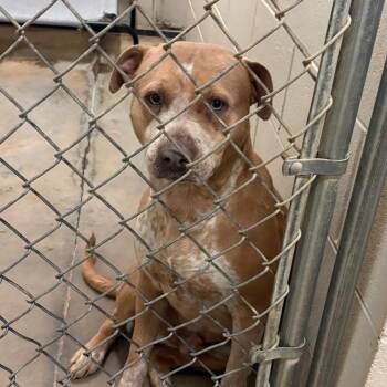 Terrier Dogs Available for Adoption - Biscoff - 030203U | PetCurious