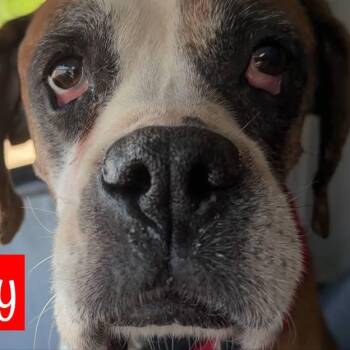 Wrigley -  Boxer Dog for Adoption in Coachella, California - Wrigley | PetCurious