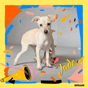 Jade -  Chihuahua Dog for Adoption in Fredericksburg, Virginia - Jade | PetCurious