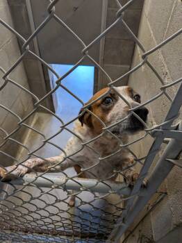 Australian Cattle Dog Blue Heeler Dogs Available for Adoption in Hermiston, Oregon - Annie | PetCurious